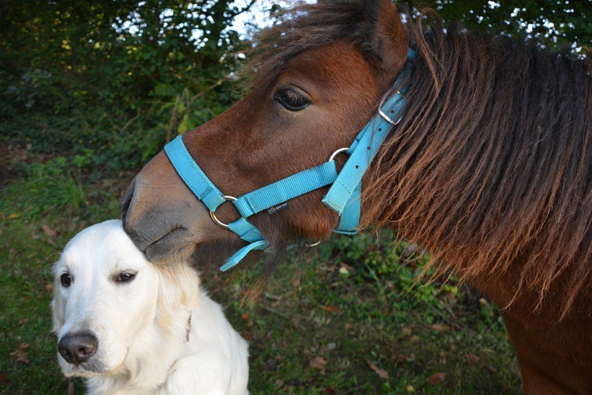 Shetland-Pony-Dog-Golden-Retriever-Kiss-Tenderness-2768726-510527-edited