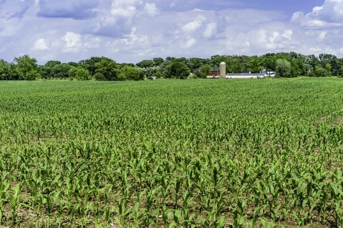 Field of corn early in June, with community dairy farm and windbreak of deciduous trees in the distance, northern Illinois.jpeg