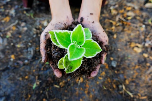 Business Retention and Expansion: Start With the Soil