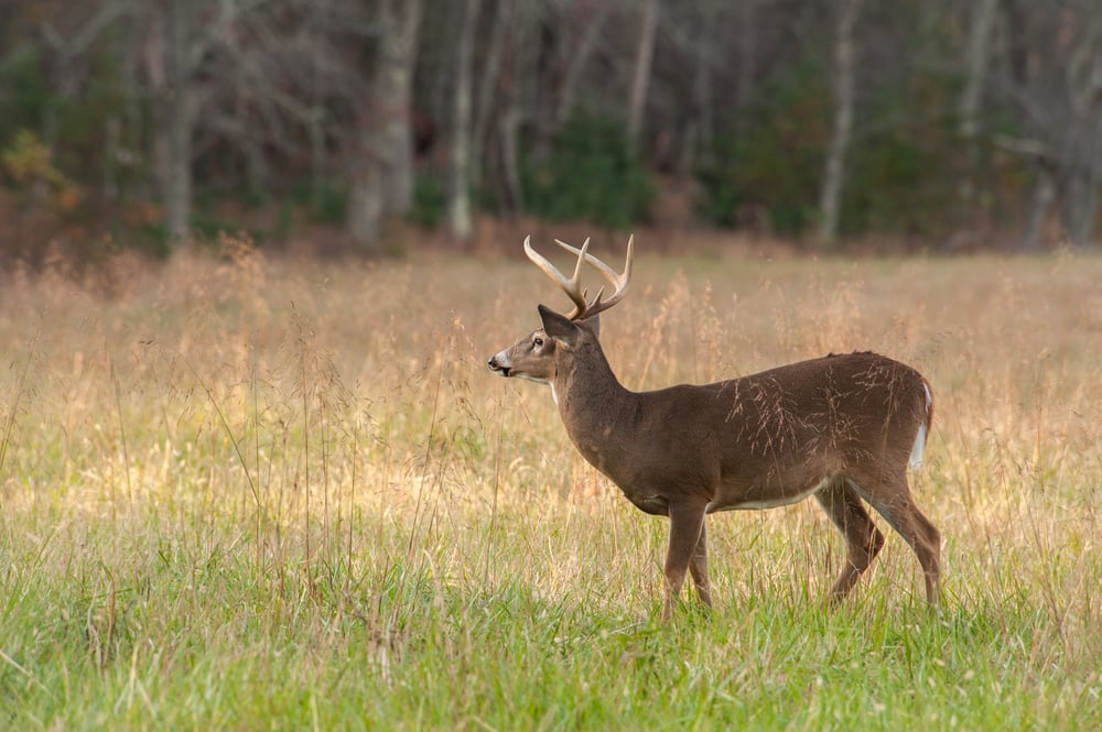 hunting land for sale in north carolina